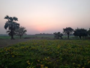A scenic view of a countryside landscape during sunset, featuring a field with green and yellow plants in the foreground.
