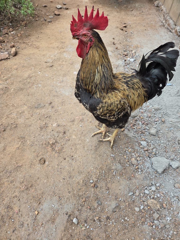 A rooster with a prominent red comb and wattles stands on a dirt and rocky ground, looking alert and attentive.