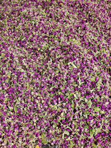 A dense collection of Gomphrena globosa flowers, also known as globe amaranth and vadamalli for sale in Kozhikode. The flowers are predominantly purple with small green leaves and stems visible throughout.