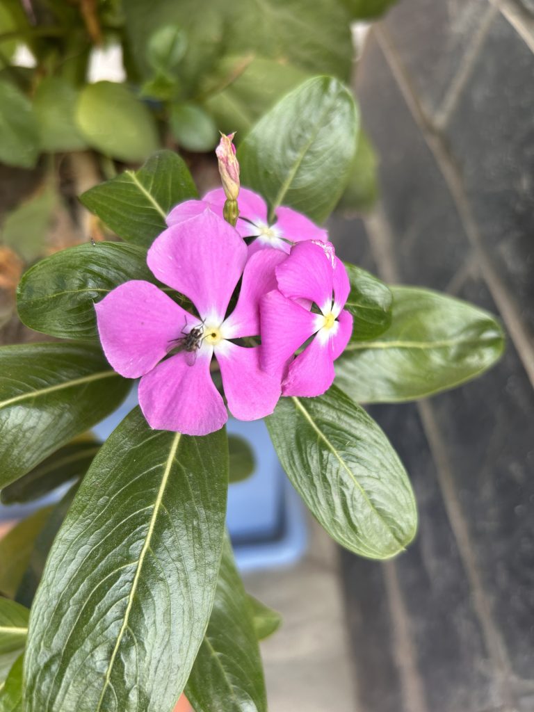 A close-up of purple flowers with five petals each, surrounded by glossy green leaves. A small insect is seen on one of the flower petals. In the background, there are more leaves and a tiled surface.