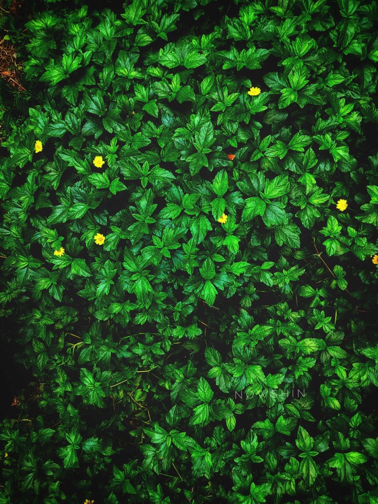 Dense green foliage with small yellow flowers scattered throughout.