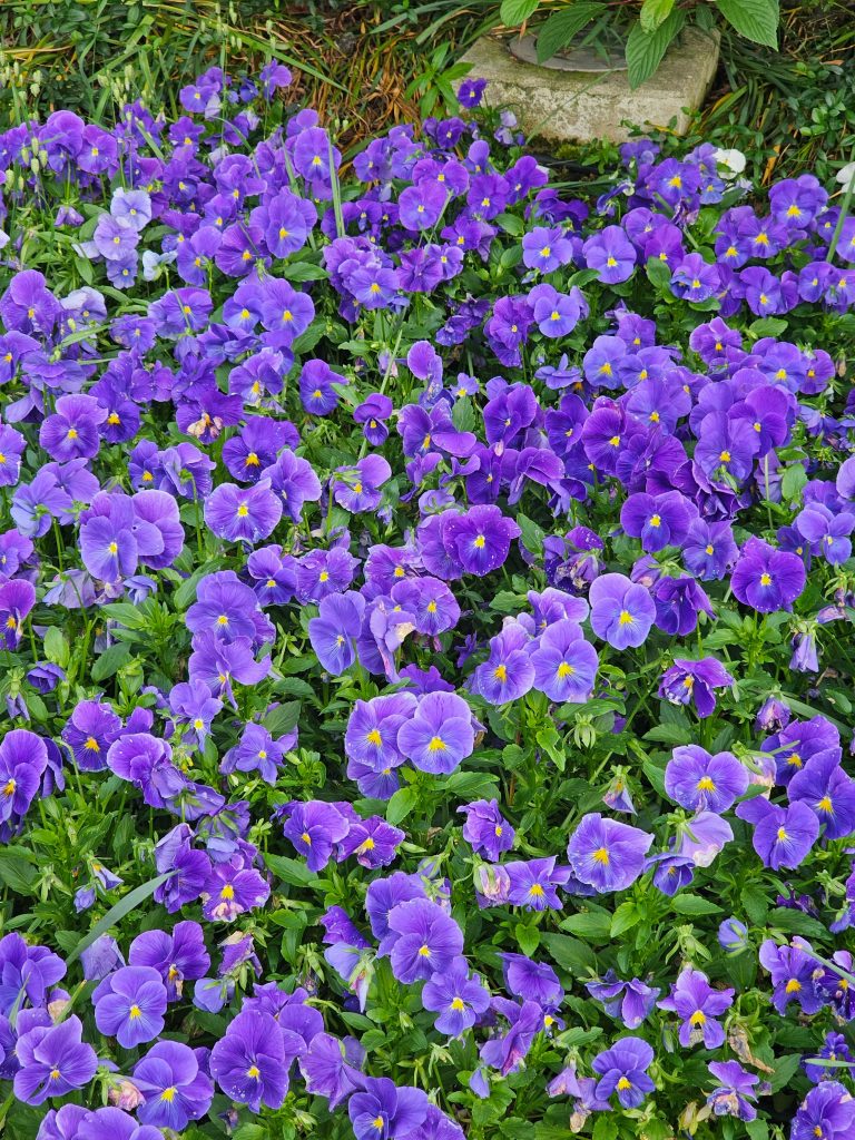 A dense cluster of Sorbet True Blue Pansy flowers, predominantly purple with yellow centers, fills the frame. Green foliage peeks through beneath the blossoms. Captured from the streets of Prague.