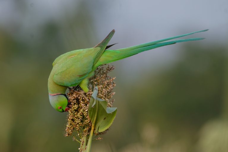 Rose ringed parakeet perched on a plant, bending down to feed on the sorghum seeds with a blurred green background.