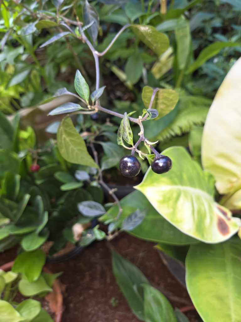 Two small, shiny black nightshade berries hang from a slender stem surrounded by green foliage in a garden setting.