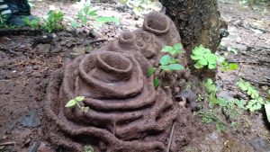 A close-up of a natural termite mound structure on the ground, surrounded by small green plants and foliage.

