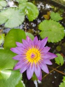 A vibrant purple lotus flower, its delicate petals radiating outward from a bright yellow center.