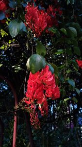 Vibrant red Jade Vine flowers gracefully hanging from a lush green vine, illuminated against the evening sky, creating a stunning contrast between the vivid blossoms and the dark foliage.