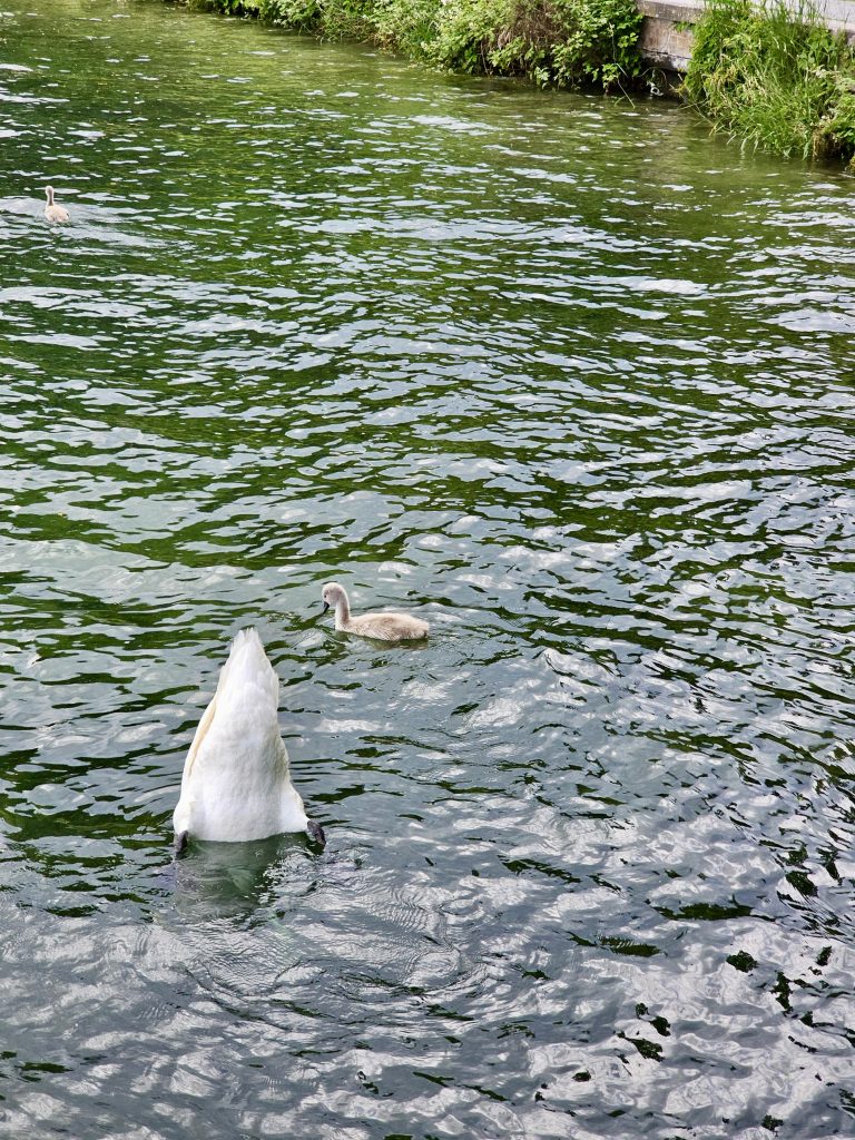 A long view of two swans in Lake Zurich. One swan is diving headfirst into the water, its tail end sticking up in the air, while the other, a cygnet (young swan), swims calmly in the background.