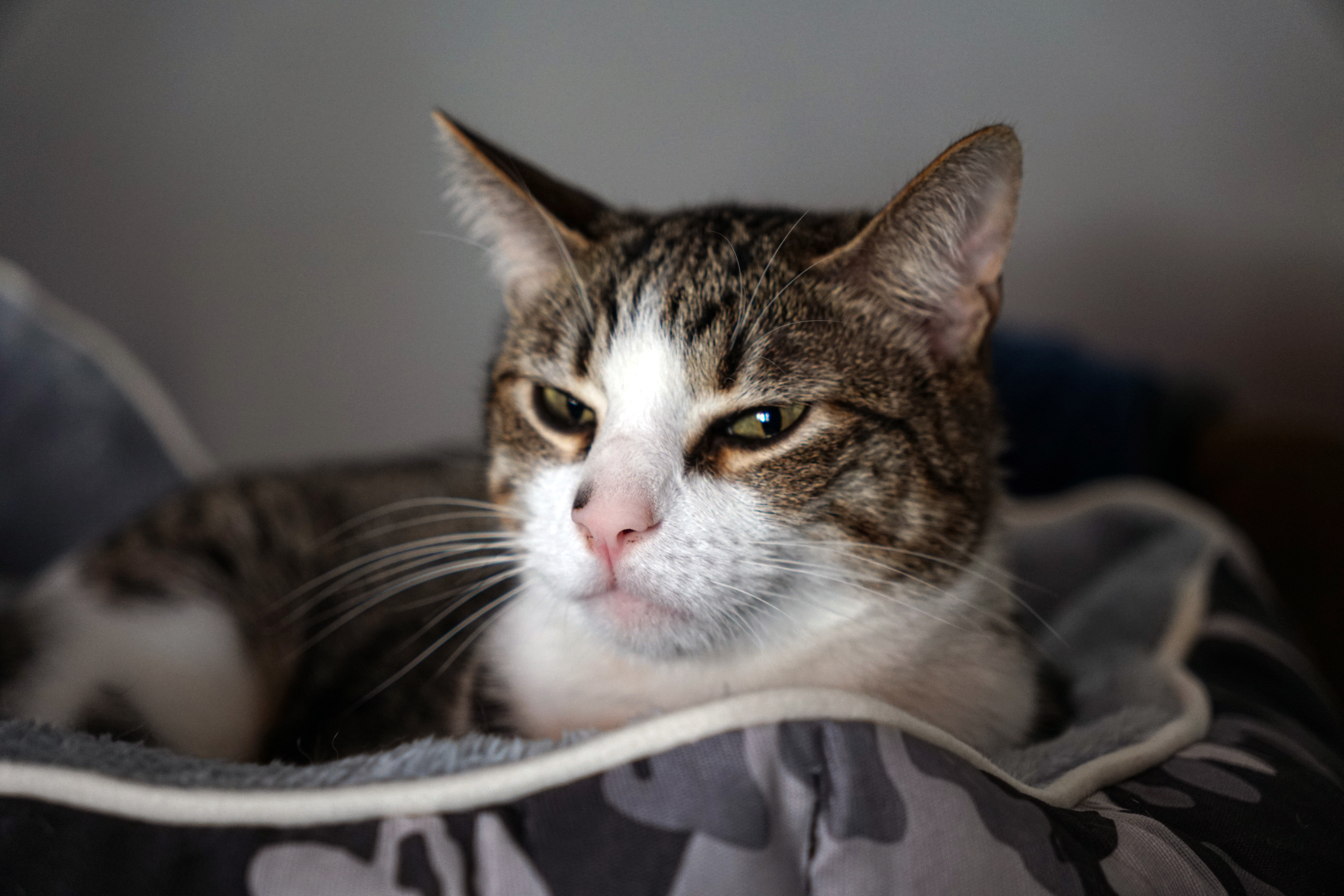 A close-up of a tabby cat with white and brown fur, resting on a padded surface, looking directly at the camera with half-closed eyes judging you