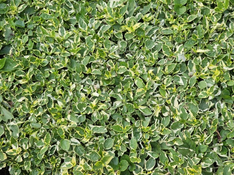 A dense cluster of variegated leaves, primarily green with creamy white edges, possibly belonging to the Southern Living Miss Lemon Abelia or Abelia x grandiflora plant. The leaves are small and closely packed, creating a textured and vibrant pattern across the frame. It was captured from an amusement park in Kozhikode, Kerala.