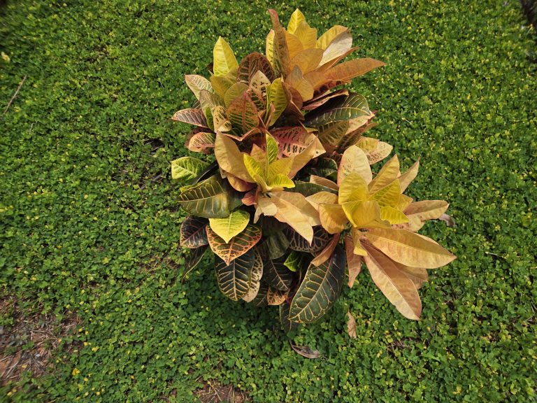 The Croton Codiaeum Variegatum (Petra) Plant Sapling is an easy-to-grow houseplant known for its variegated foliage. The leaves are covered in green, scarlet, orange, and yellow splotches. Surrounded with grass.