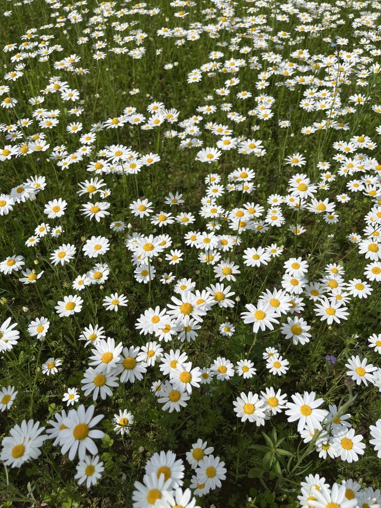 A field of white daisies with yellow centers, densely covering the green grass beneath them.