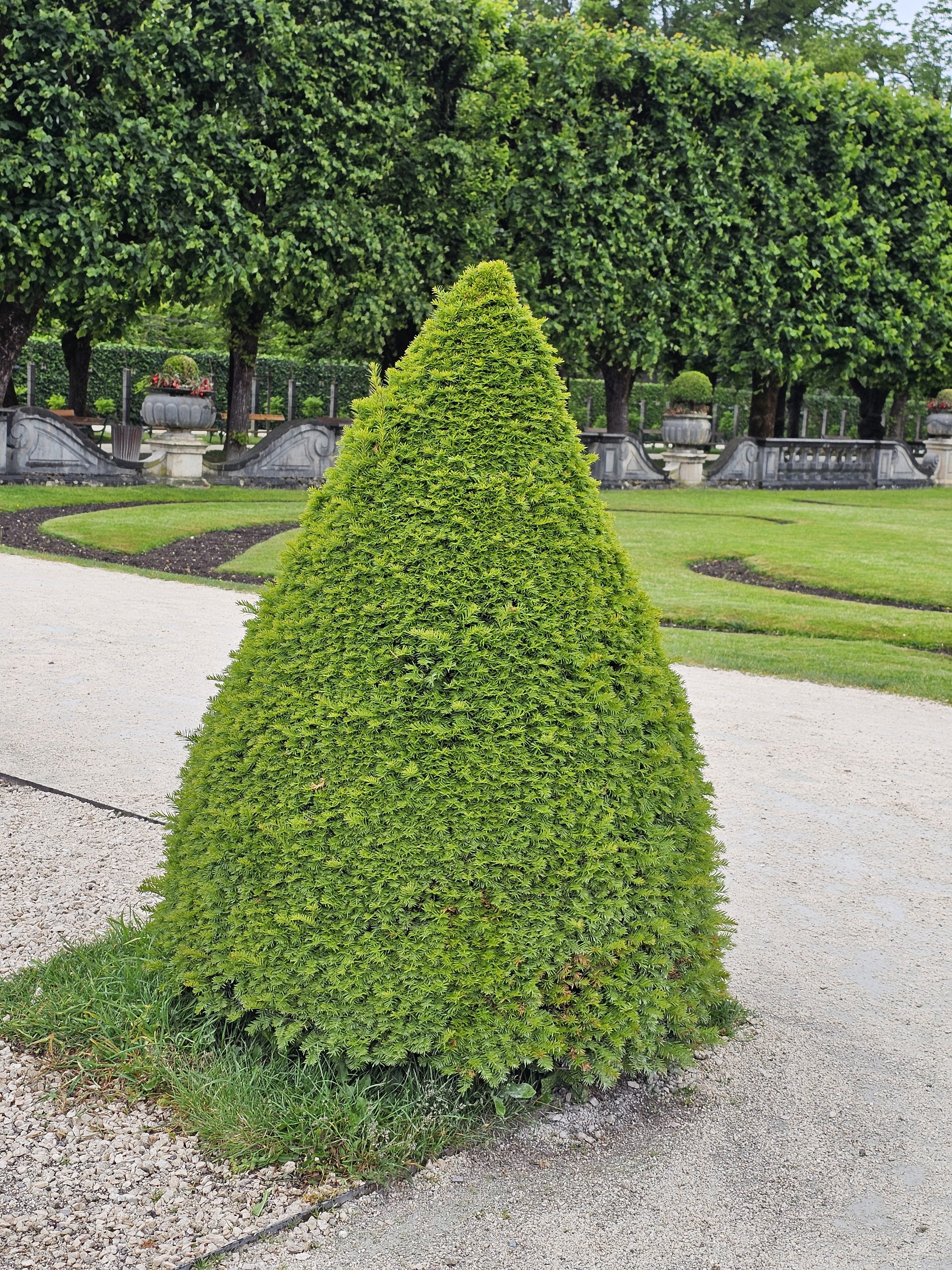 A neatly trimmed, cone-shaped Taxus baccata, commonly known as yew, standing in Mirabell Gardens in Salzburg, Austria. The yew's dense, dark green foliage is meticulously shaped, showcasing the art of topiary. The surrounding environment includes gravel pathways, well-manicured lawns, and mature trees in the background.