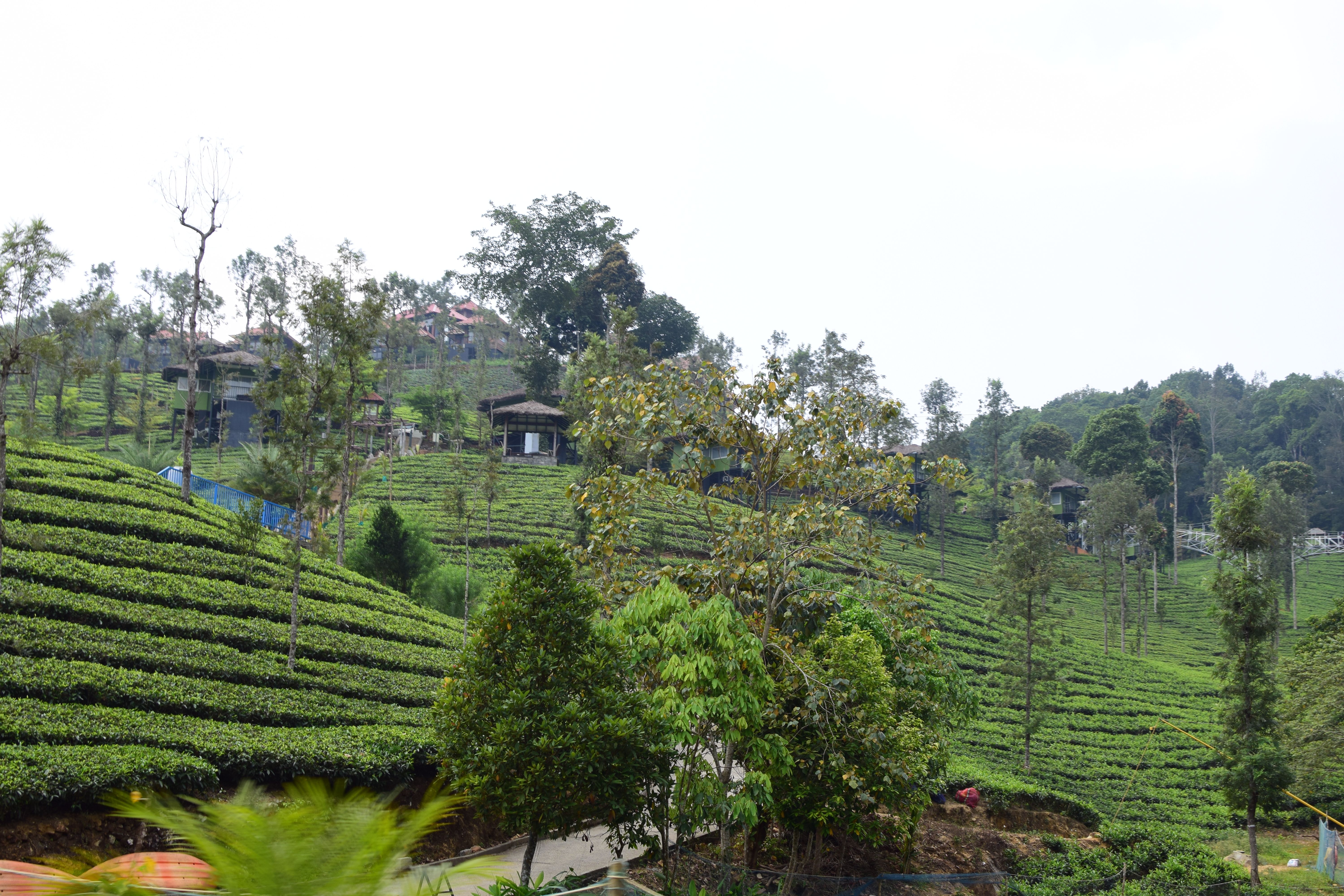A hillside covered with lush green tea plantations, featuring rows of tea plants. Among the trees are several small cottages with thatched roofs, blending into the natural landscape. Dense vegetation surrounds the area, adding to the serene and picturesque setting.