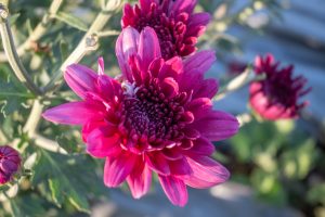 A close-up of vibrant pink flowers in full bloom with visible green leaves and stems in the background.