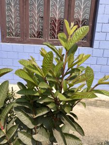 A guava plant with green leaves in front of a blue brick wall and windows with decorative metal bars.