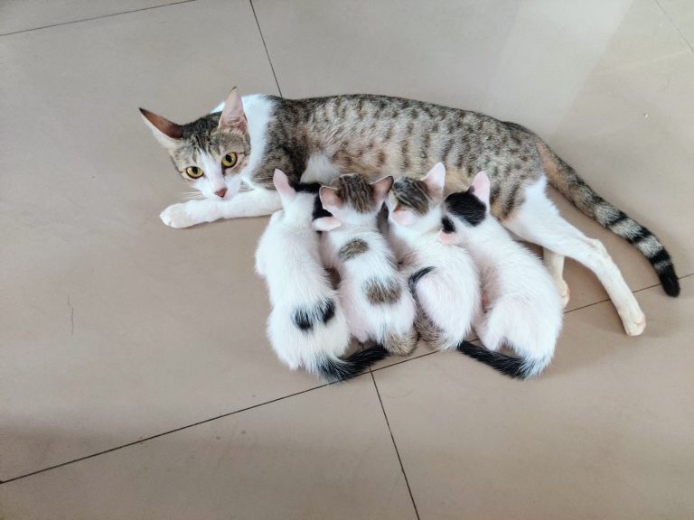 A mother cat lying on a tiled floor, nursing four small kittens with various black and white patterns on their fur. The mother cat is looking directly at the camera.