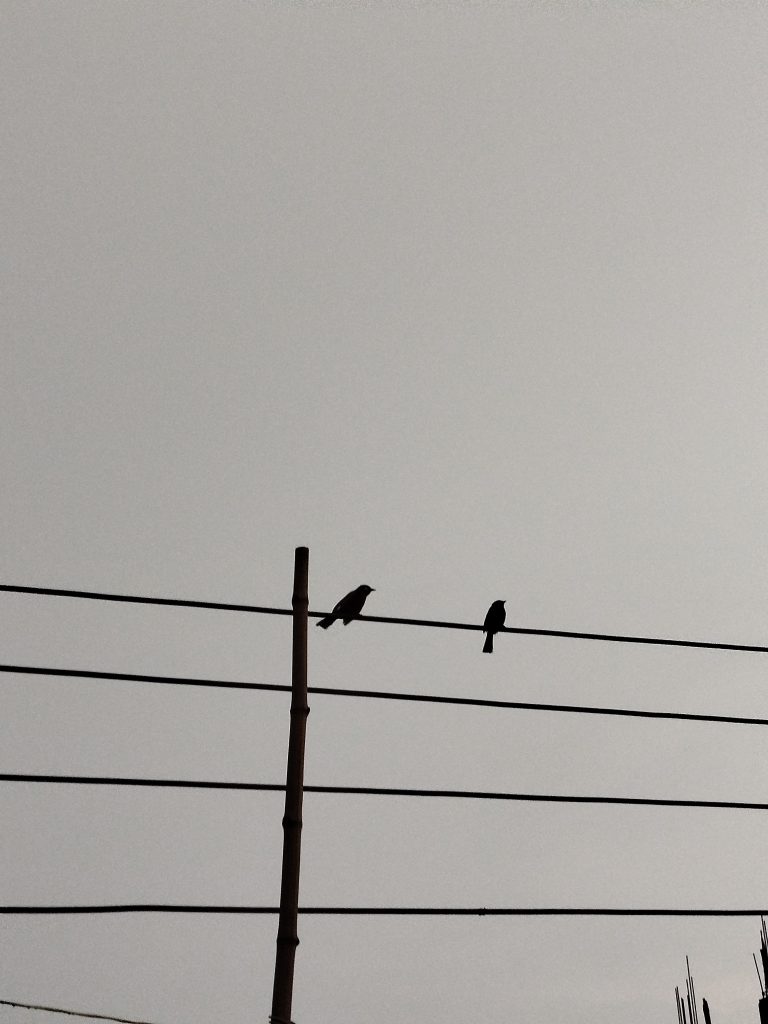 Two birds perched on a parallel power lines Against grey, overcast sky. One bird is sitting close to a vertical bamboo pole that intersects the wires.