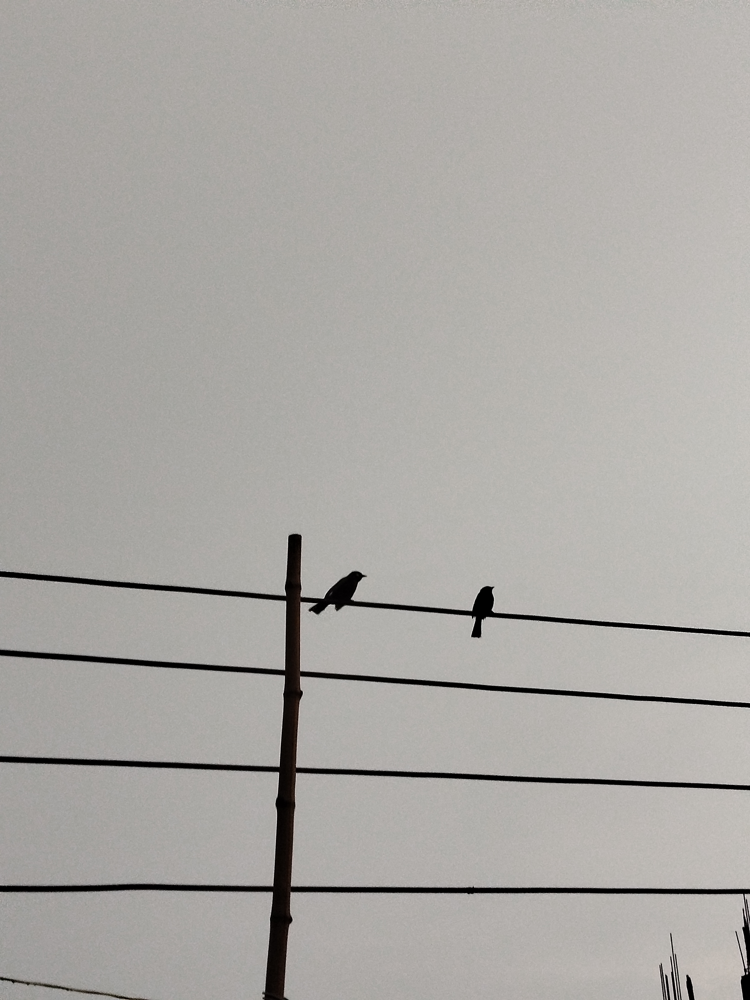 Two birds perched on a parallel power lines Against grey, overcast sky. One bird is sitting close to a vertical bamboo pole that intersects the wires.
