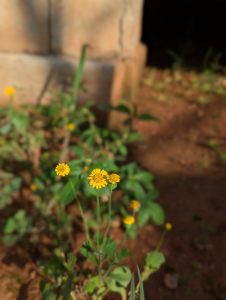 A small cluster of yellow wildflowers with green leaves grows in front of a blurred background of soil and a stone wall.