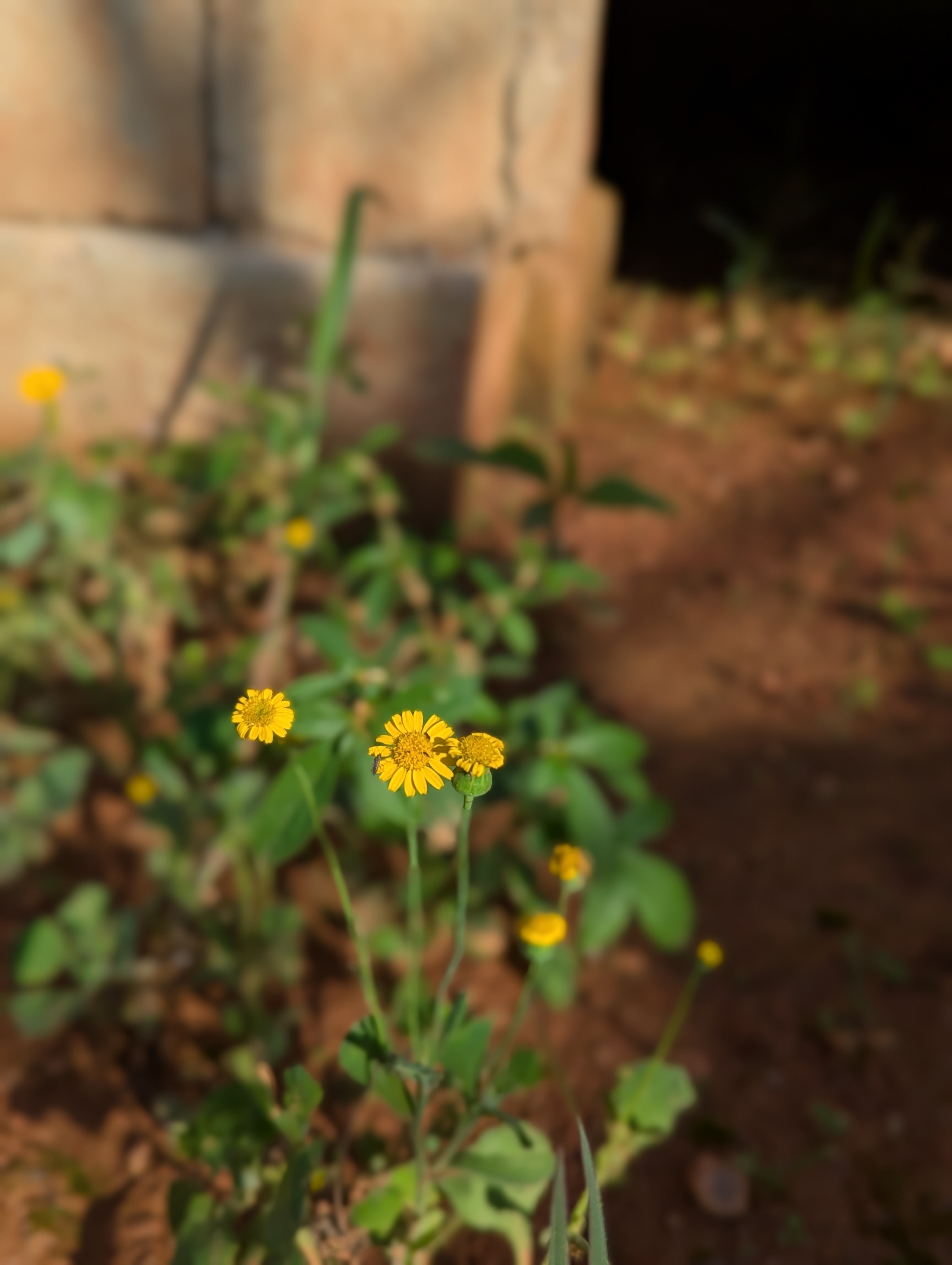 A small cluster of yellow wildflowers with green leaves grows in front of a blurred background of soil and a stone wall.