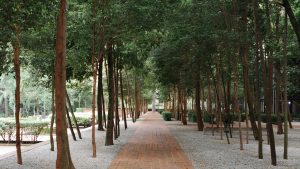 A peaceful pathway flanked by lush trees and wooden benches, creating a tranquil space for leisurely strolls and rest. 
