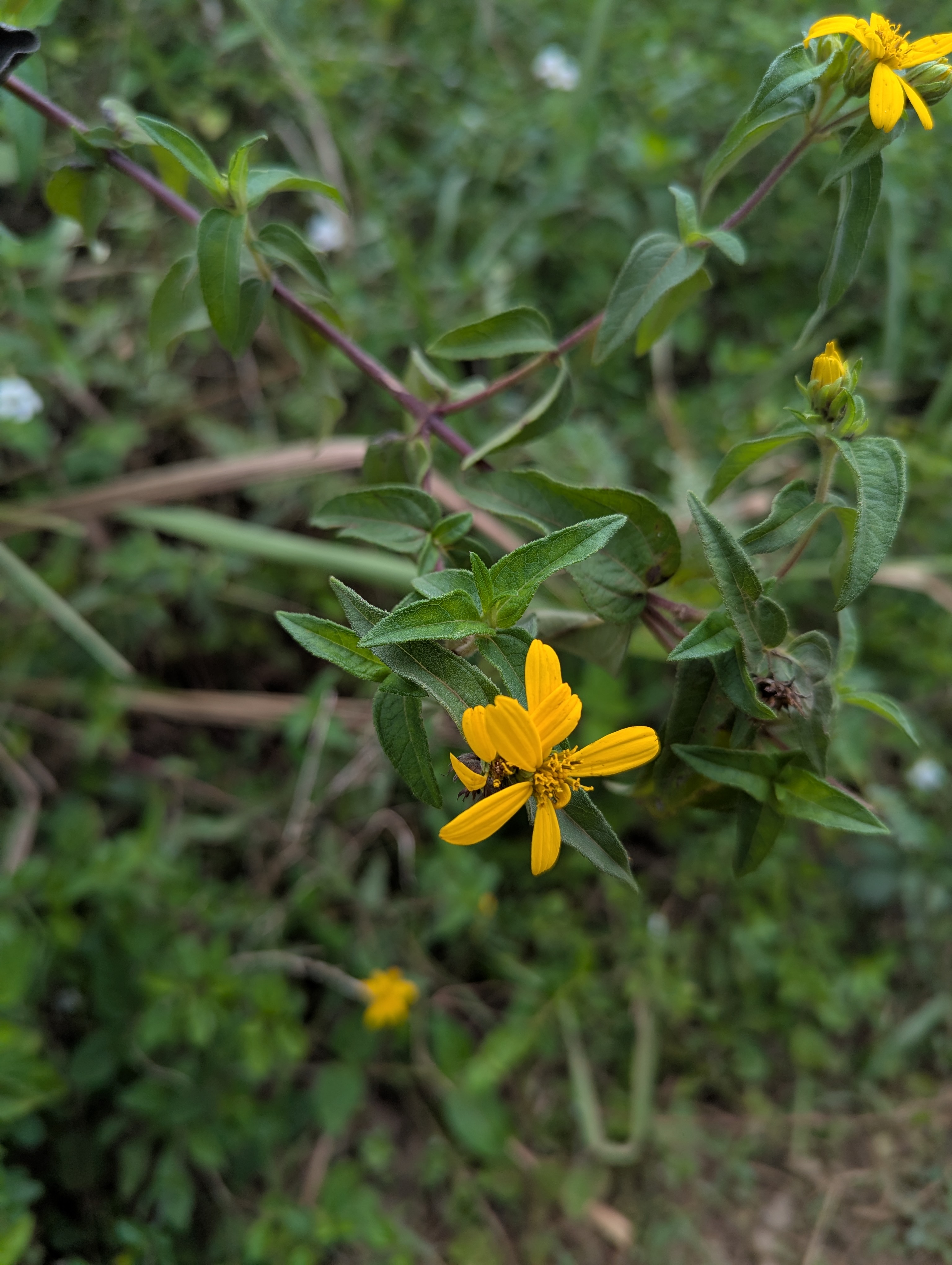 A close-up of a yellow aspilia wildflower with green leaves on a slender stem, set against a blurred background of natural greenery.