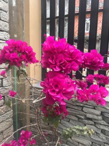 Bougainvillea plant with vibrant pink flowers in front of a stone and metal fence, with buildings in the background.