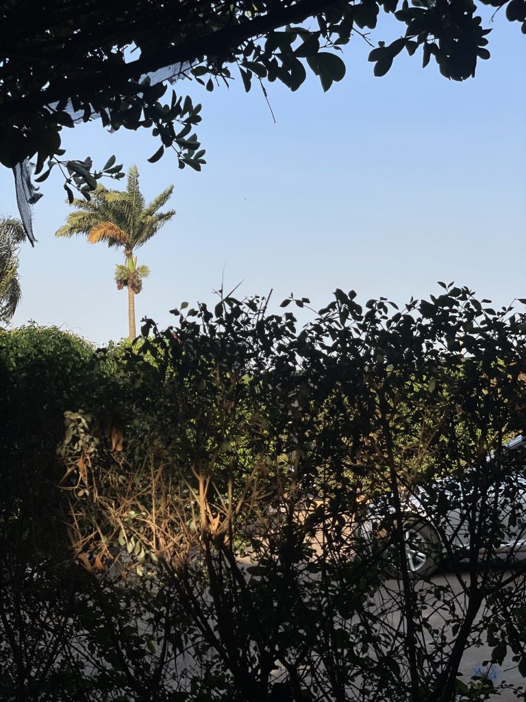 A scene featuring a tall palm tree and a parked car partially visible through a dense thicket of shrubs and leaves against a clear blue sky.