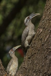 

Two grey hornbill birds with long beaks perched on the trunk of a tree, looking in the same direction, with a blurred natural background.