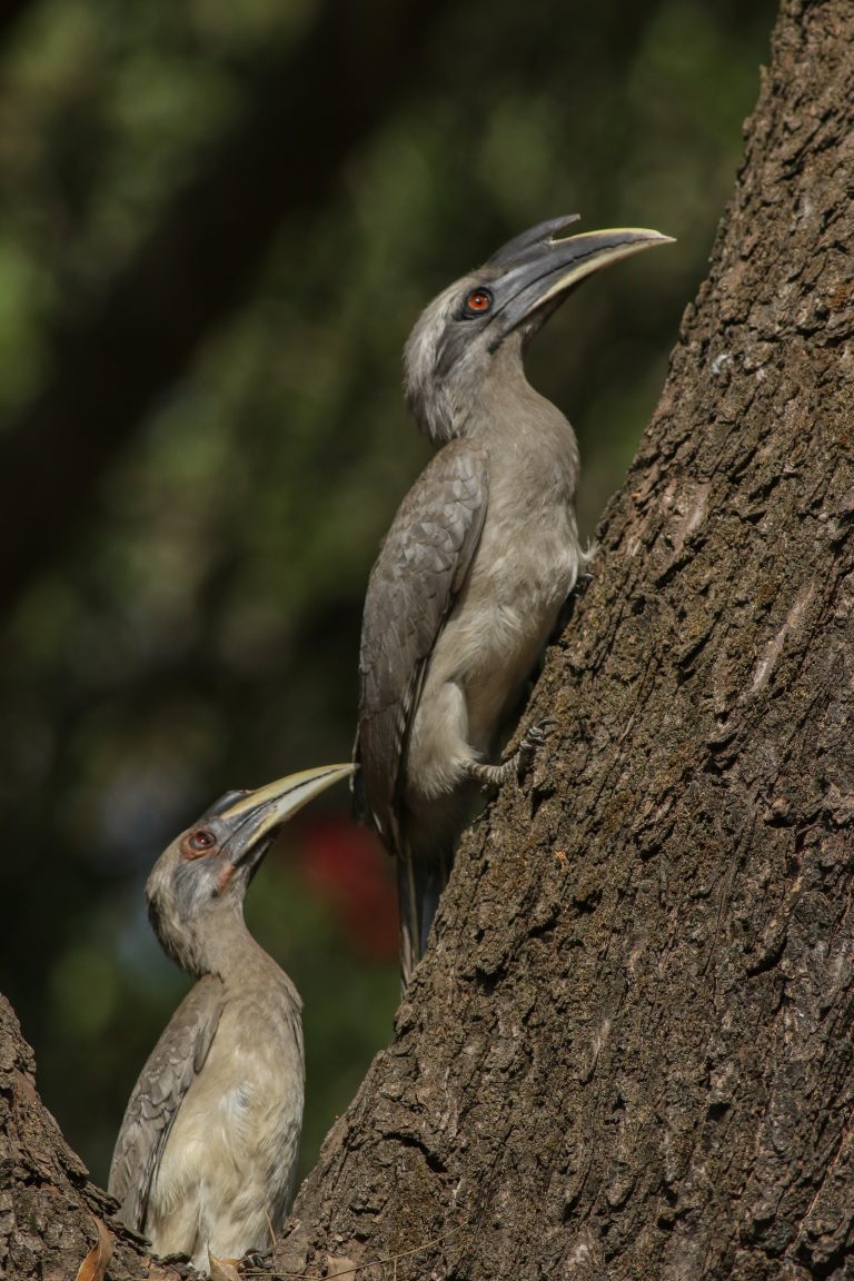 Two grey hornbill birds with long beaks perched on the trunk of a tree, looking in the same direction, with a blurred natural background.