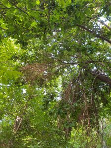 

A dense canopy of green leaves and branches with sunlight filtering through, creating a lush, forested appearance. Some branches are intertwined, and the foliage appears vibrant and abundant.