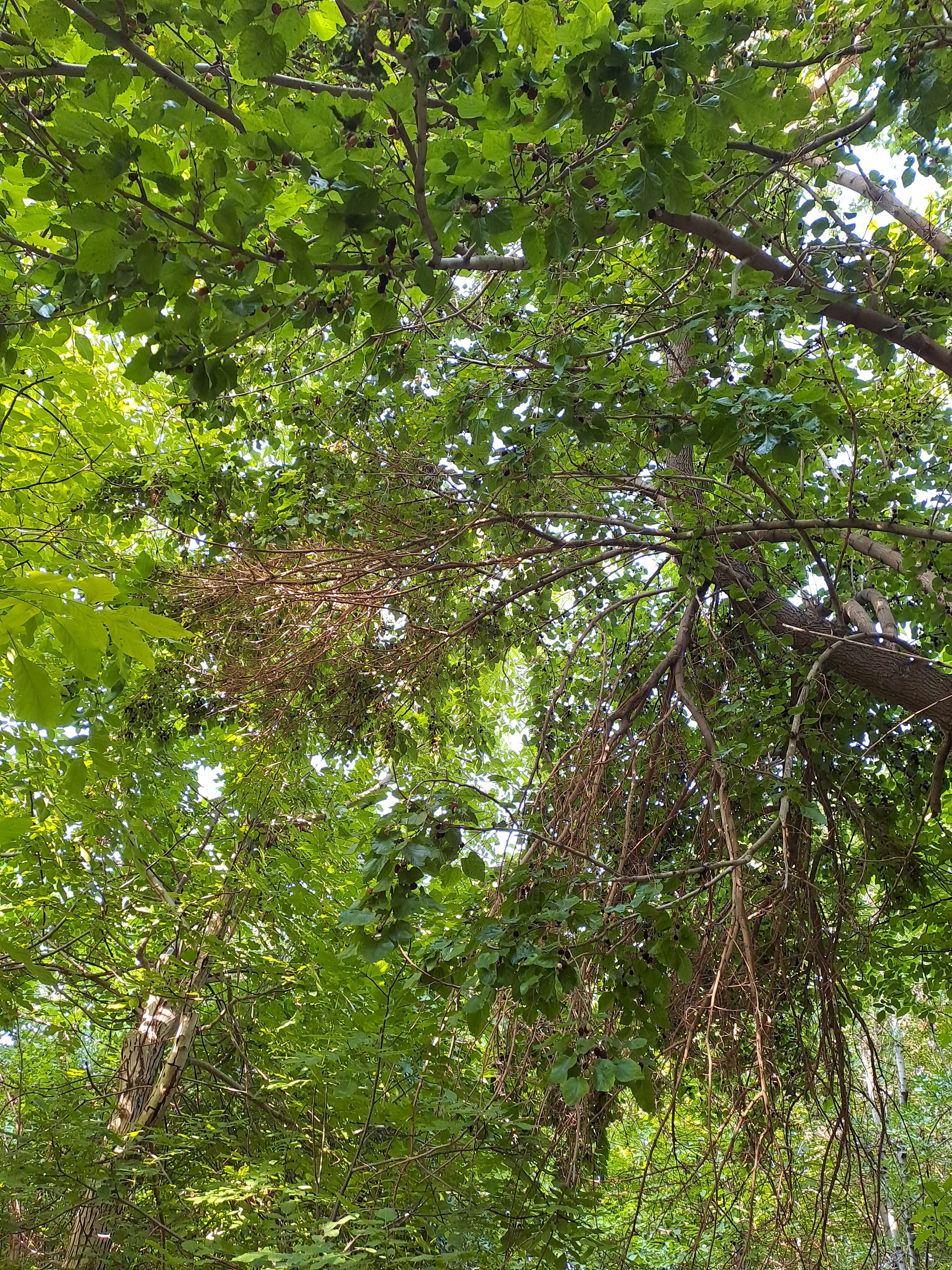 A dense canopy of green leaves and branches with sunlight filtering through, creating a lush, forested appearance. Some branches are intertwined, and the foliage appears vibrant and abundant.