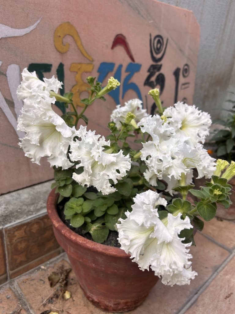 A terracotta pot with white ruffled flowers and green leaves. In the background, there is a stone surface with colorful writing and symbols.