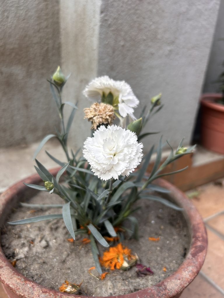 A potted plant with a white carnation bloom and a mix of fresh and wilting flowers, set against a neutral background. The pot rests on a tiled surface with scattered petals around the base.