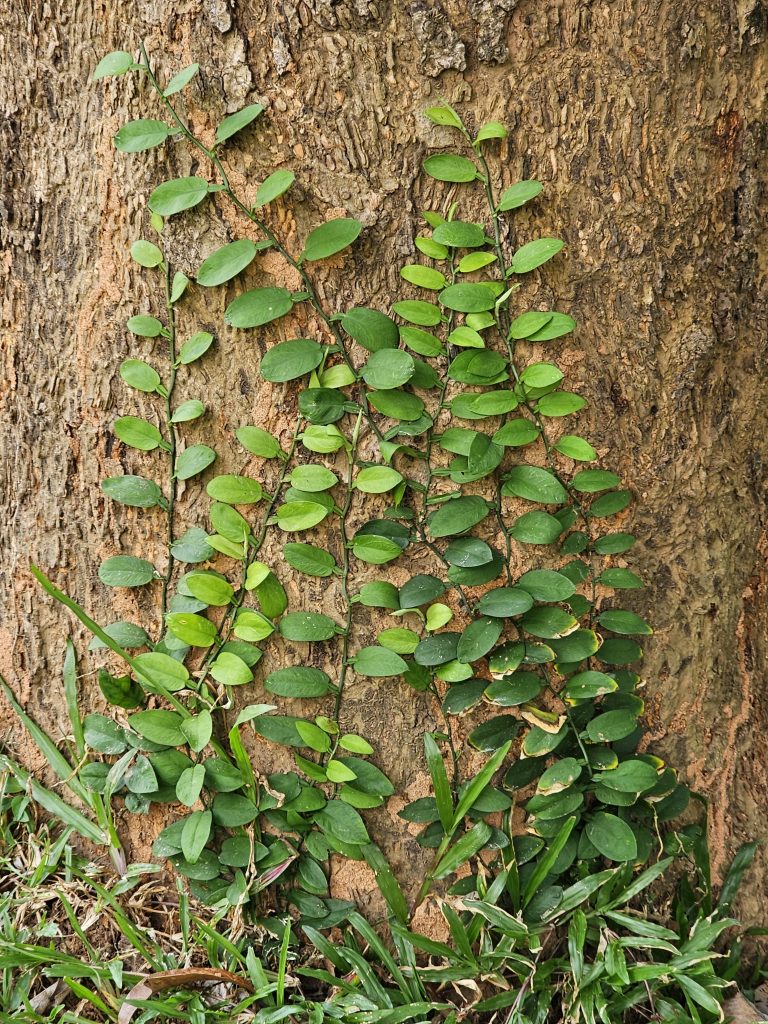 Close up of a tree trunk with a climbing plant growing on it. The plant has small, round, green leaves and is winding its way up the rough, brown bark of the tree.