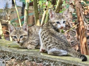 Two kittens sitting close together on a concrete ledge, with a background of foliage and tree trunks.