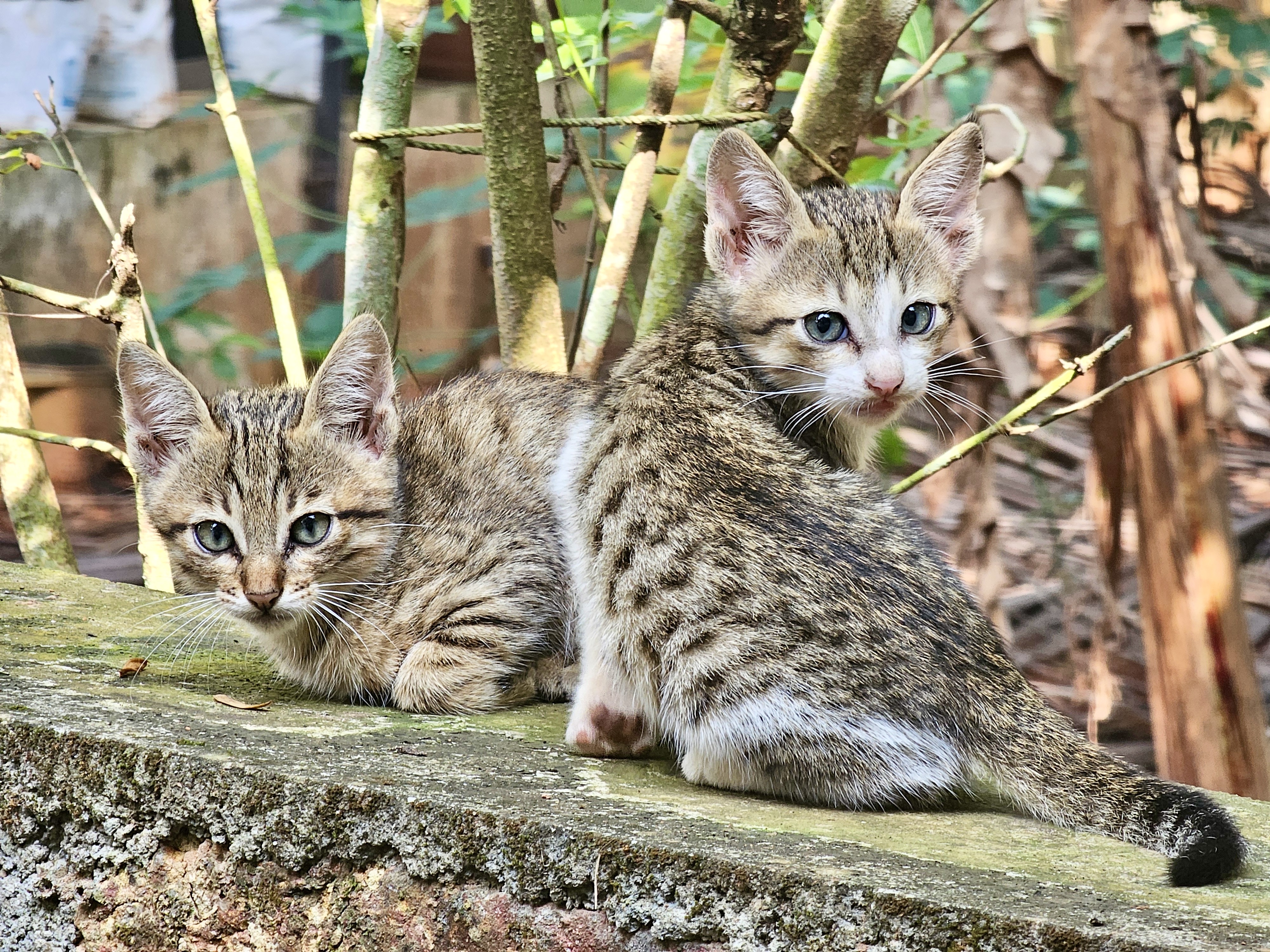 Two kittens sitting close together on a concrete ledge, with a background of foliage and tree trunks.