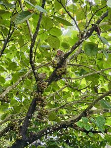 Two monkeys enjoy a meal of cluster figs (Ficus auriculata) high in the branches