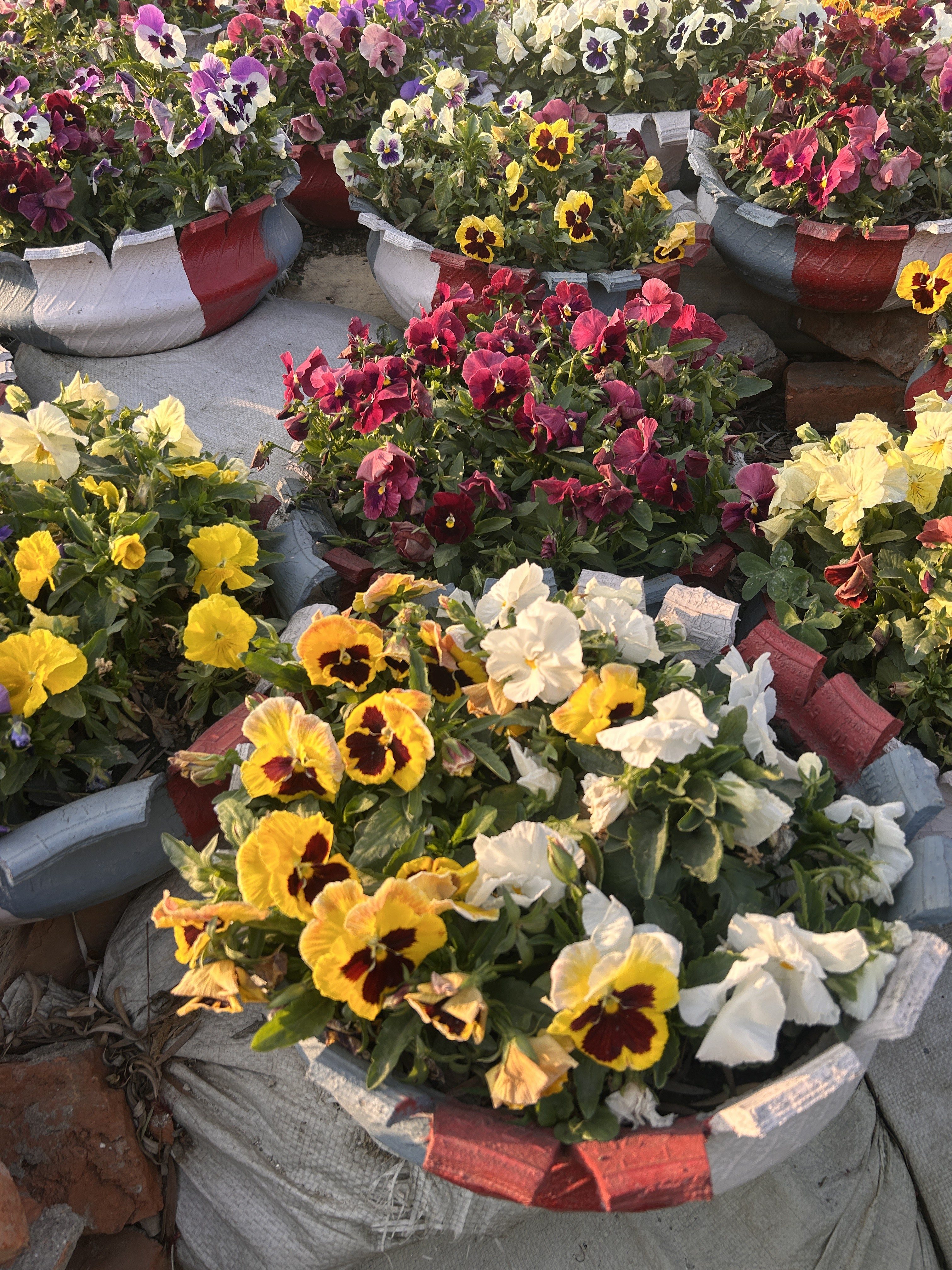 A collection of pansy flowers in vibrant colors, including yellow, red, purple, and white, are planted in pots made from recycled tires. The pots are creatively painted in red, white, and blue, and arranged closely together outdoors.
