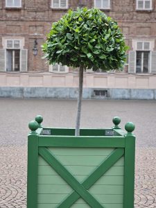 A Laurus nobilis, or laurel tree, planted in a square green planter. The tree has a round, dense crown of green leaves and a straight, slender trunk. The background features a building with shuttered windows and a cobblestone ground. Captured from the Royal Gardens (Giardini Reali) at the Royal Palace of Turin.