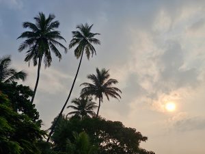 Golden hour (sunrise) among the Coconut trees. A beautiful morning in Kozhikode, Kerala.