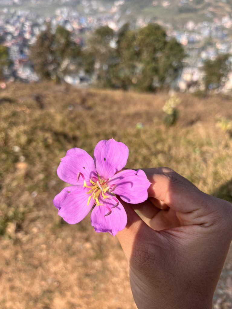 A hand holding a pink flower against a blurred background of trees and a distant cityscape.