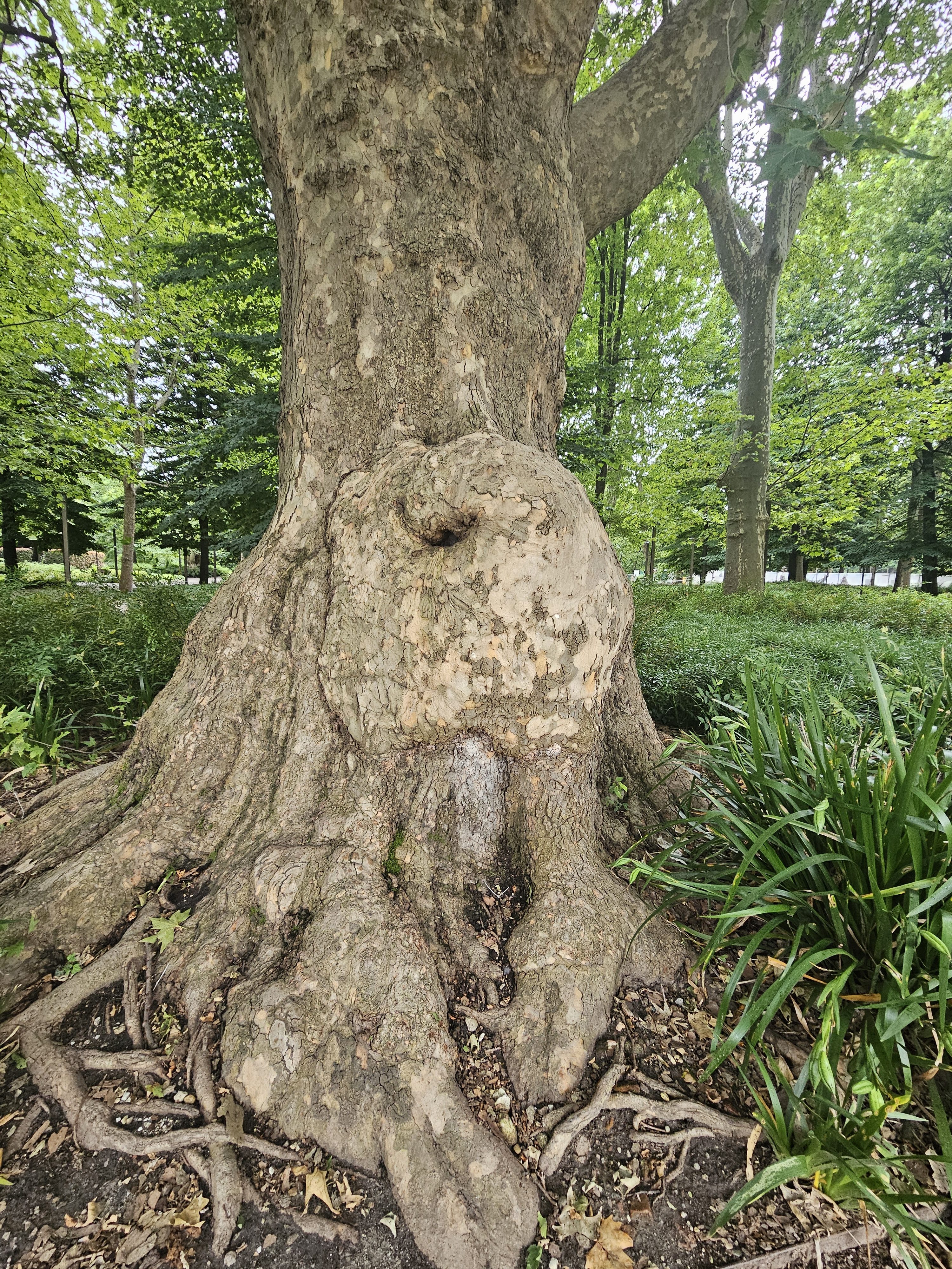 The base of a large tree (like a Platanus) with textured bark and exposed roots. The tree is set against a backdrop of green foliage of the Royal Gardens (Giardini Reali) at the Royal Palace of Turin (Palazzo Reale di Torino).