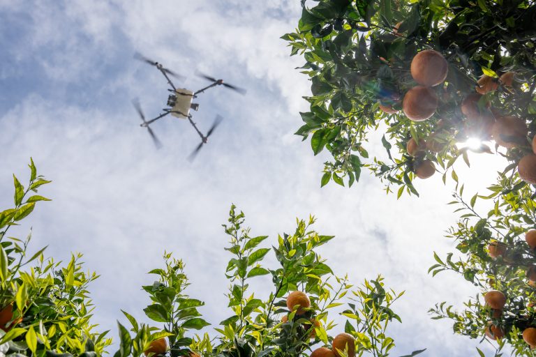 A drone flying in the sky above an orchard with citrus trees and ripe oranges, with sunlight filtering through the leaves.