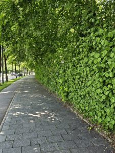 A pathway paved with grey stones, bordered by a dense green hedge on the right and a row of trees on the left. The leaves of the trees form a canopy over the pathway, creating dappled shade. Captured from Munich, Germany.