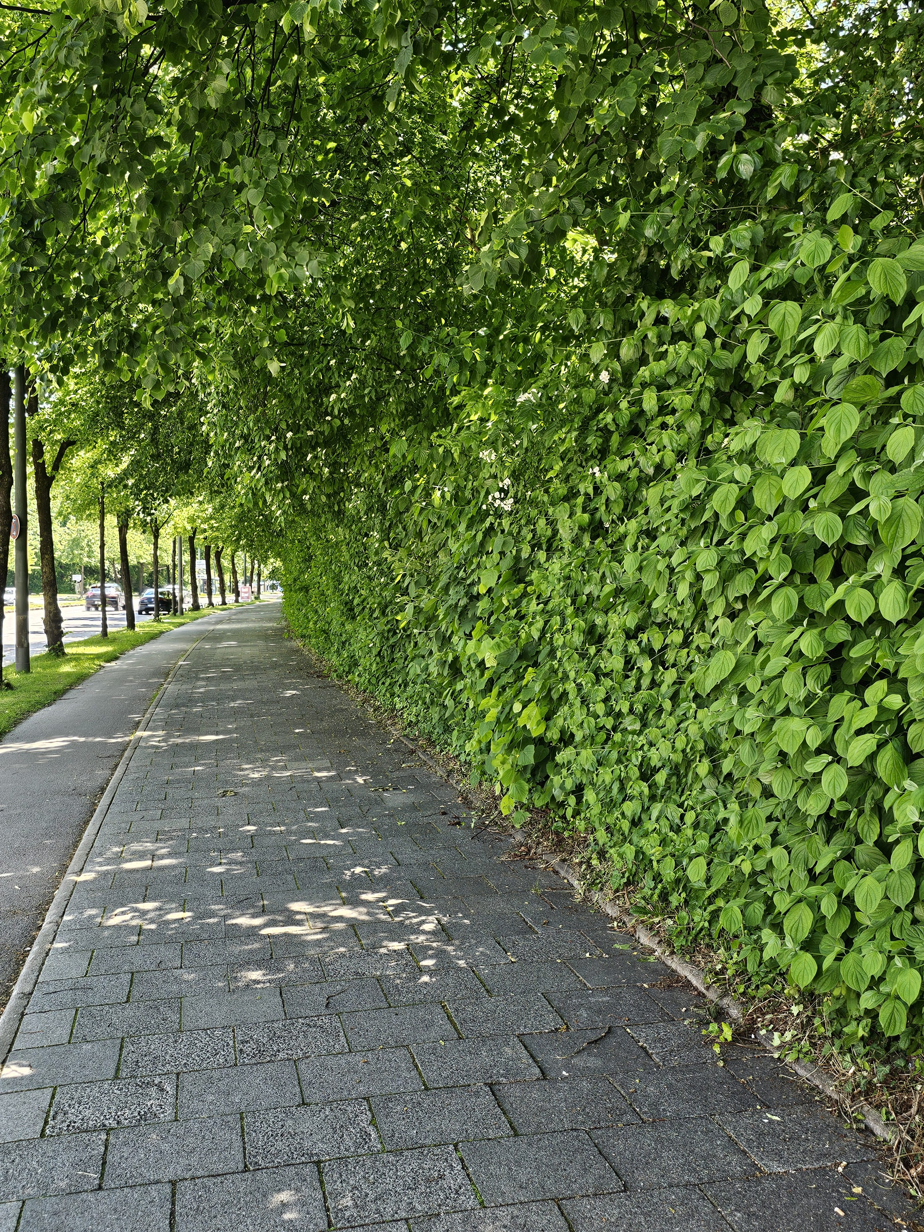 A pathway paved with grey stones, bordered by a dense green hedge on the right and a row of trees on the left. The leaves of the trees form a canopy over the pathway, creating dappled shade. Captured from Munich, Germany.