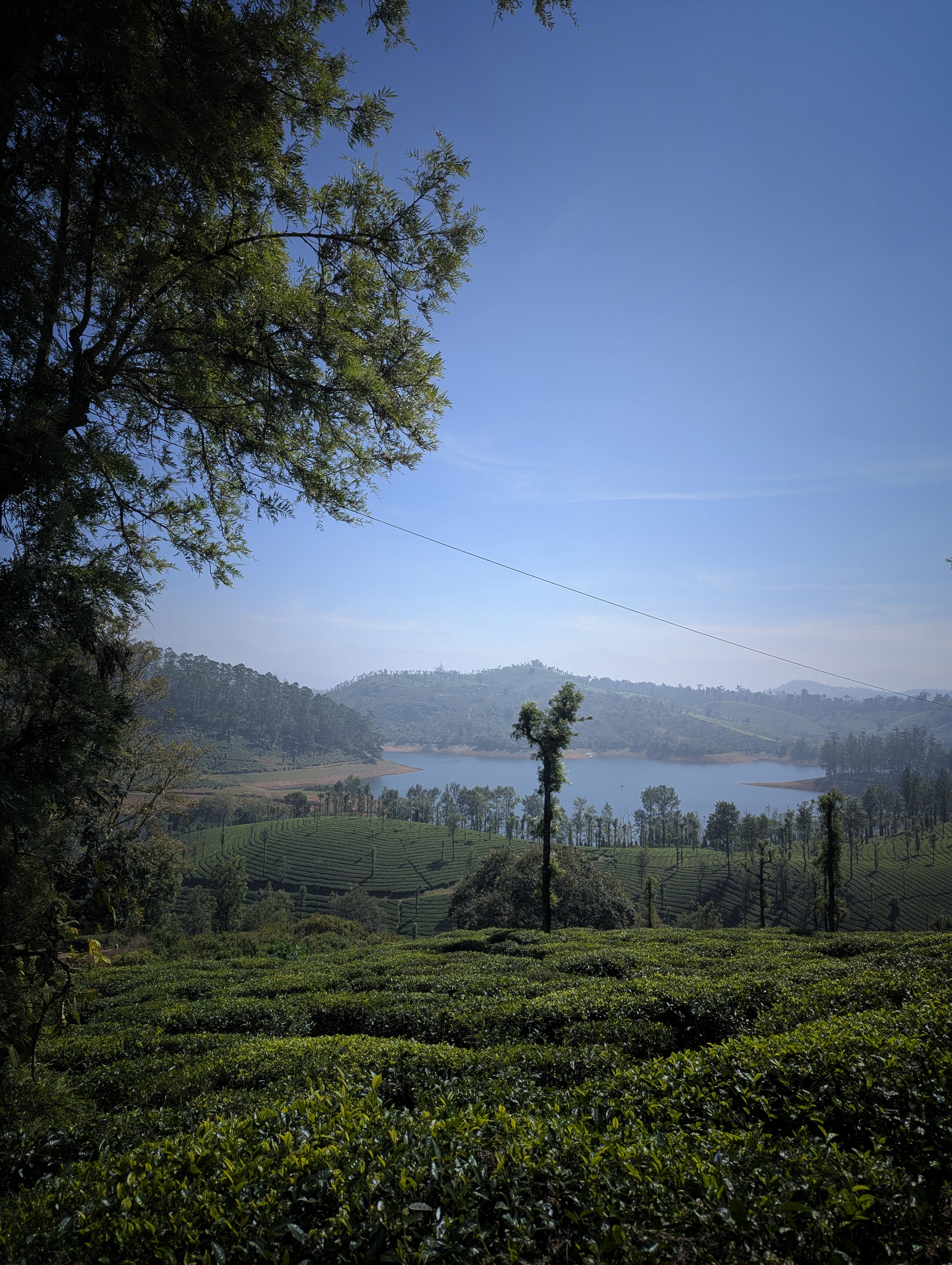 Lush green Tea plantation in the backdrop of a hill