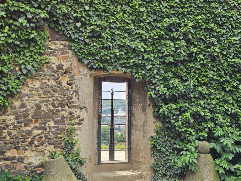 A stone wall of Vy?ehrad fort, Prague, which is partially covered in ivy creeps, with a doorway leading to an outside view. The left side of the wall is exposed stone, while the right side is almost entirely covered by dense green ivy.