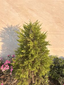 A small coniferous tree with dense green foliage is planted in the ground, surrounded by small pink flowers and other greenery.
